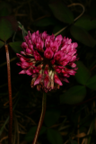 Trifolium repens 'William' RCP 6-08 125.jpg